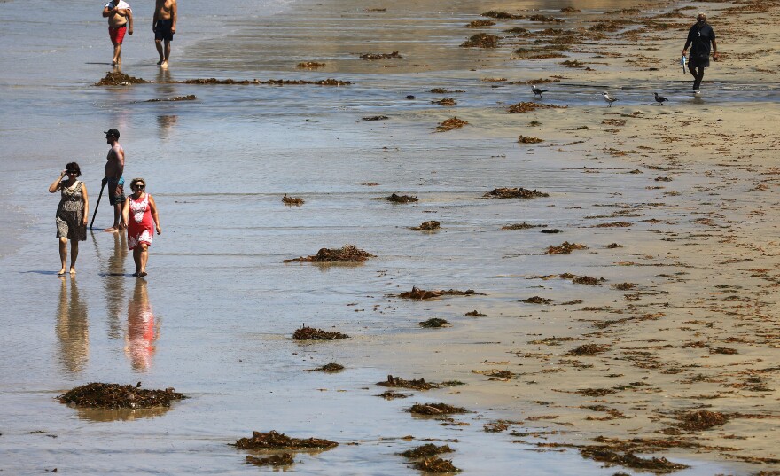 Beachgoers walk past dying kelp near Scripps Pier on Aug. 7, 2018 in San Diego. A researcher said the area has seen above average amounts of dying patties of kelp recently which is attributed to warmer ocean temperatures. (Mario Tama/Getty Images)