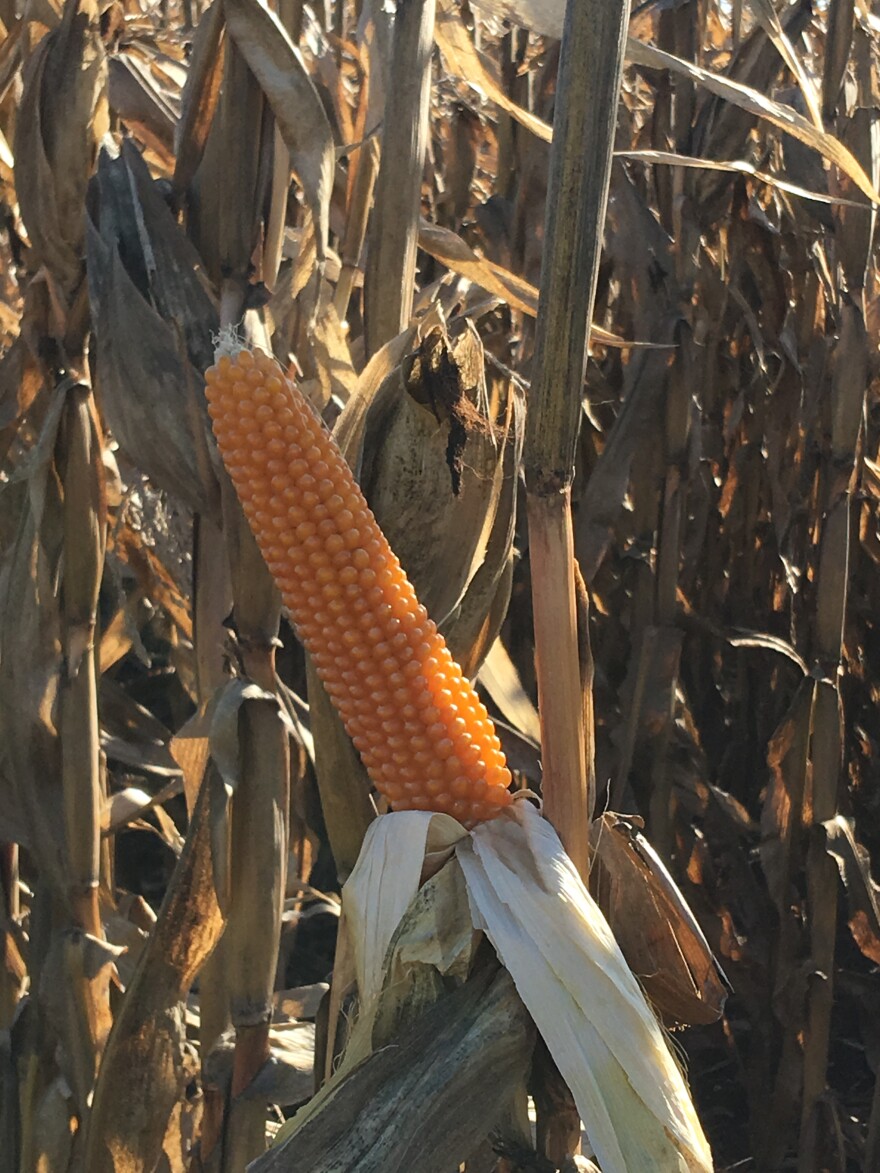 An ear of popcorn still on the stalk in an Ohio farm field