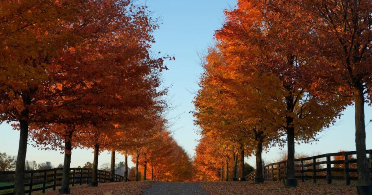Quebec town becomes first in Canada to declare trees living beings with rights
