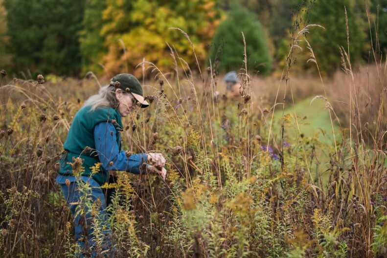 A woman works at the Saul Lake Bog Nature Preserve collecting seeds.