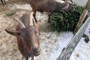 A goat at Hickory Nut Farm in Lee poses for the camera as her companions feast on an old Christmas tree.