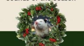 The Wildlife Center of Virginia offers an online video game to help kids learn the sounds of local animals.