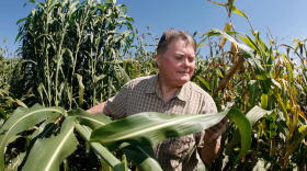 Purdue plant biologist Nick Carpita in a field of sorghum.
