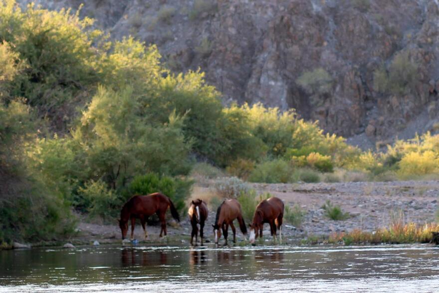 Horses on the Salt River in Arizona.