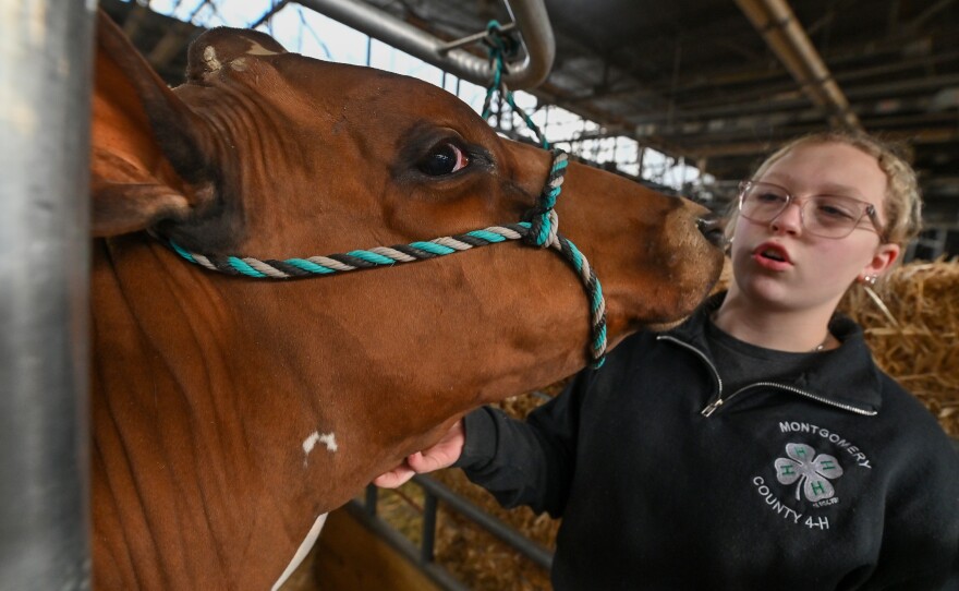 Allyson Templin gets a kiss from her cow, Belle, while prepping for competition.