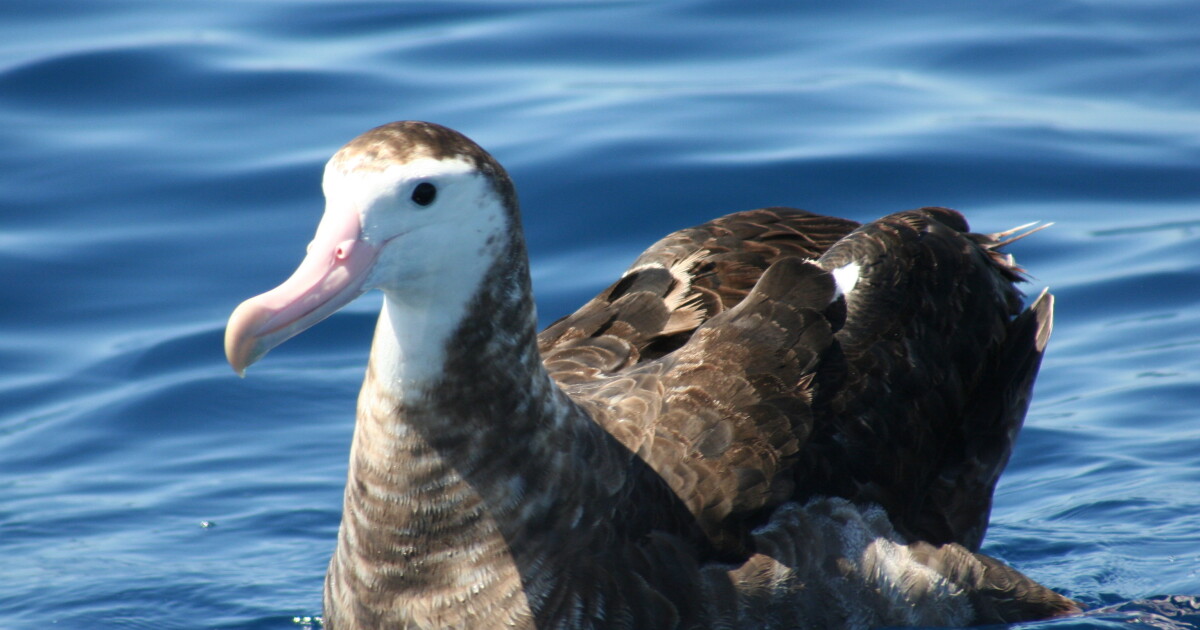 Invasive Mice New Zealand Eradicates Invasive Mice From Antipodes Islands | WUNC News