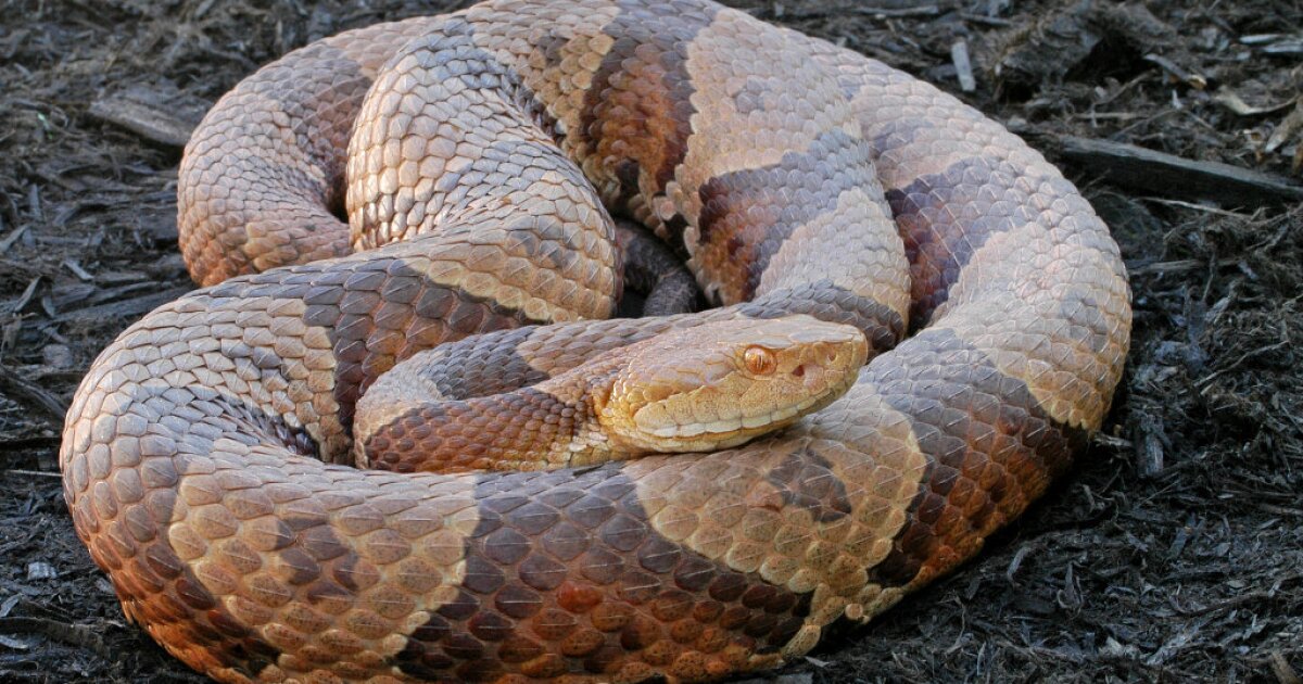 Northern Copperhead Snakes WYPR