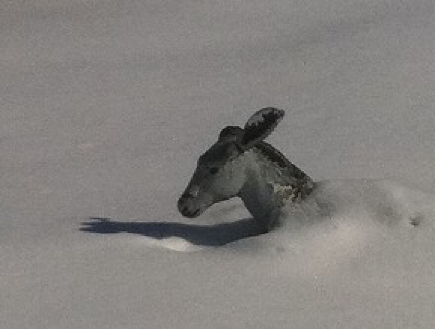 Proof that Oklahomans are up to their \"donkey\" in snow.