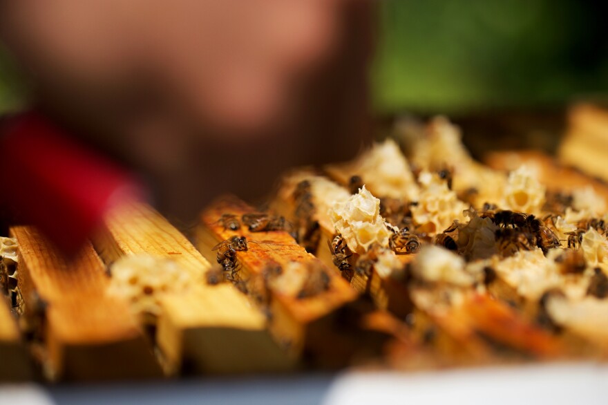 Honeybees crawl through a modern-day hive. This past winter saw the most dramatic losses of managed honeybee colonies in 13 years, according to researchers.