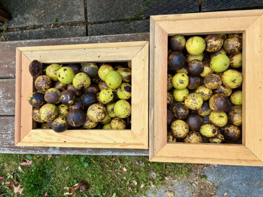Walnuts gathered by Margot Glass.