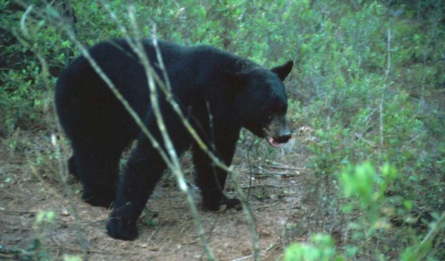 Some 270 black bears were hit and killed on Florida roads last year, according to the Florida Fish and Wildlife Conservation Commission. Photo: FWC