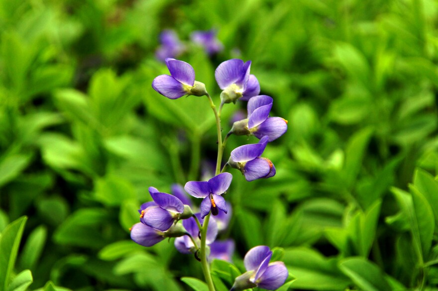 Baptisia Australis, USA
