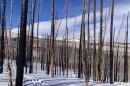 A burned forest that currently has snow on the ground.