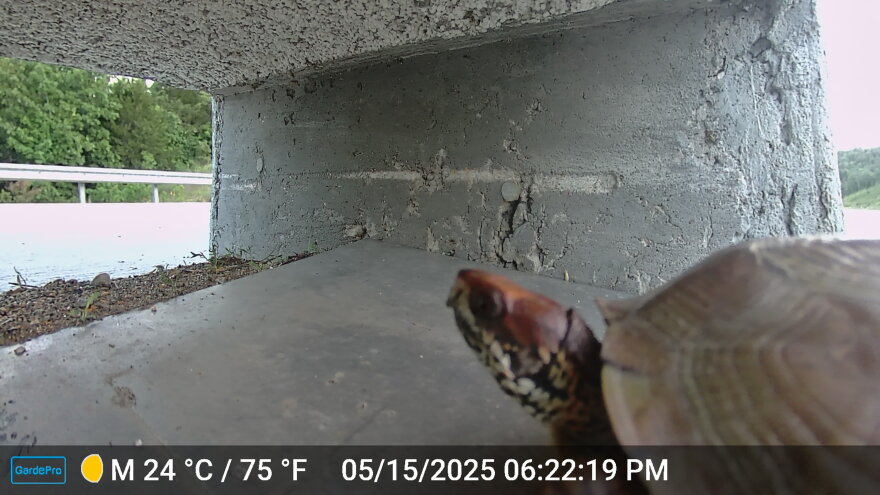 A three-toed box turtle uses a hole in a median to cross the road.