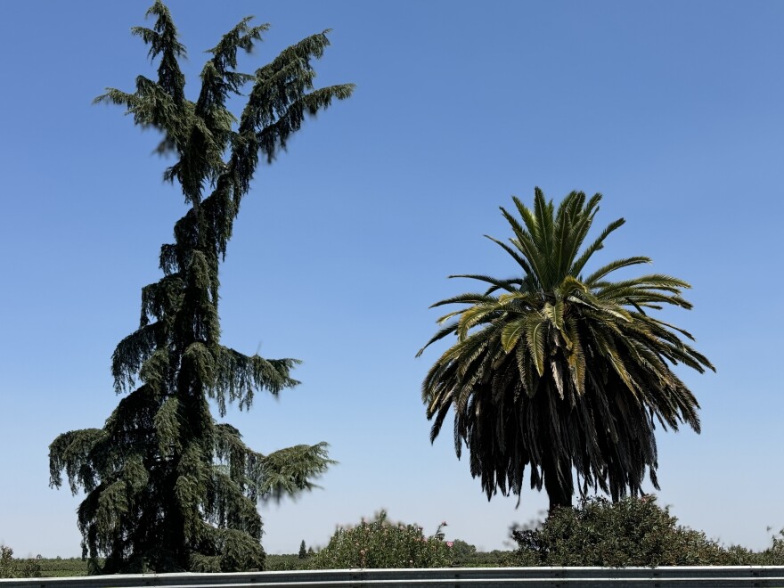 The Pine and the Palm have stood tall in Madera for nearly a century. No one knows when, how — or why — they were planted along the historic route.
