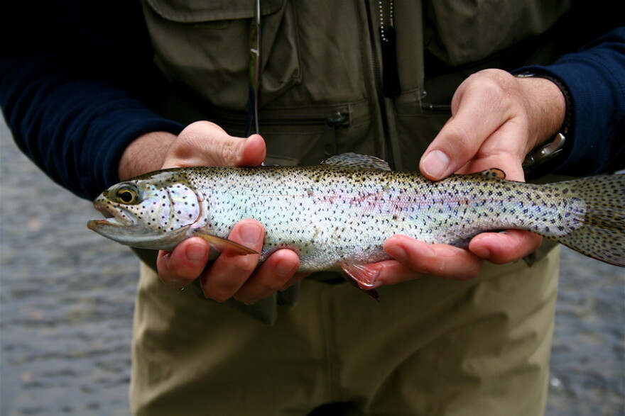 Two hands hold a medium sized rainbow trout in front of a body wearing waders.