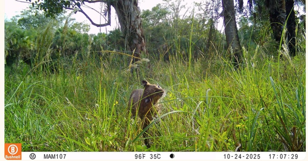 Audubon staff contributes 164,307 wildlife camera photos to 'SnapshotUSA' program
