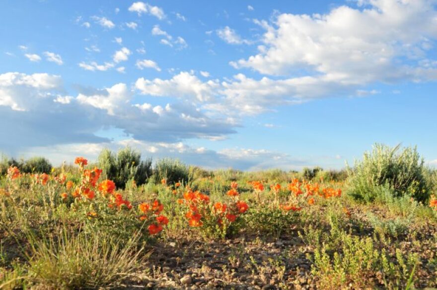 scarlet-globemallow-plant-flowering-bloom-desert-nature-wildness-725x482_0.jpg