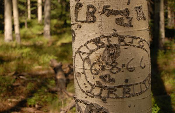 A picture of an arborglyph found in a forest. 