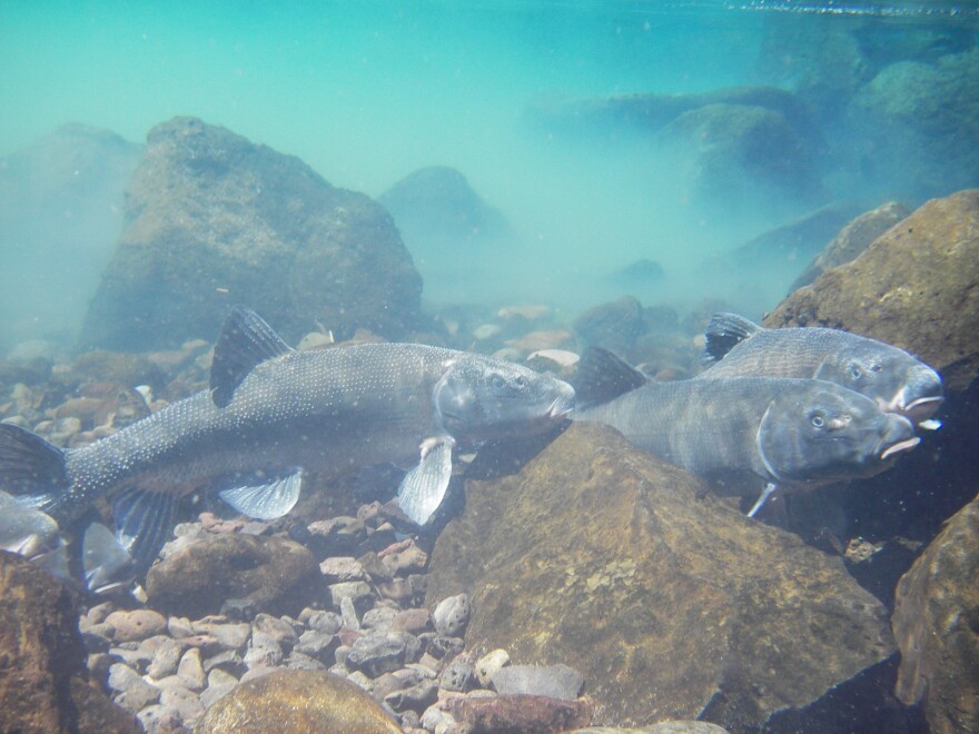 Lost River suckers congregating to spawn on Sucker Springs in Upper Klamath Lake, Oregon.