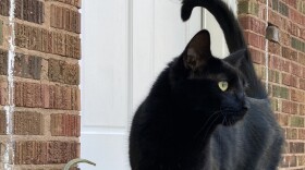 a black cat standing on a doorstep next to two pumpkins