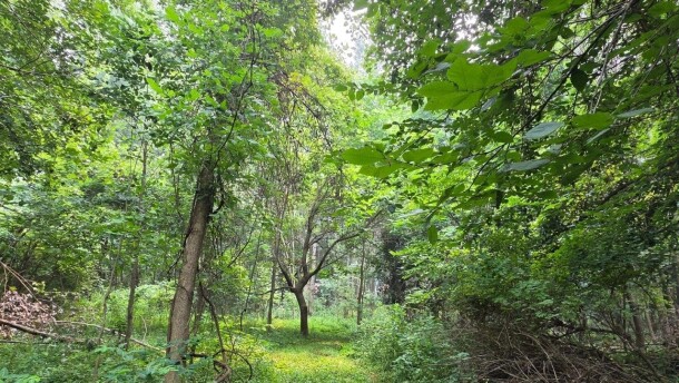 Forest surrounded by green space and trees.