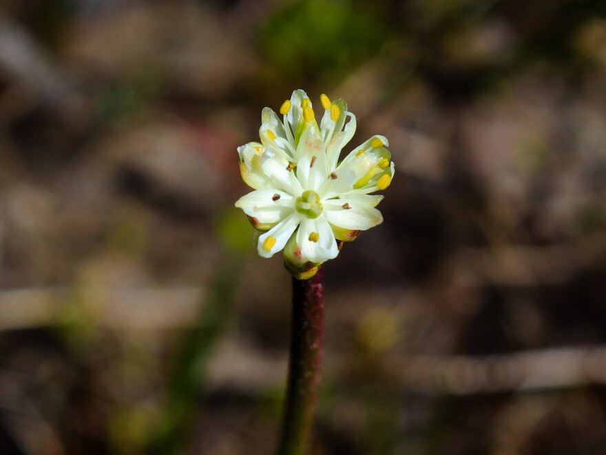 <em>Triantha occidentalis,</em><em> </em>with its dainty white flowers appears innocuous, but its sticky stem helps it trap and make a meal of tiny insects.