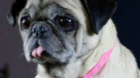 Miss Betty, a rescued pug, makes her stage debut this weekend with the Indianapolis Opera.