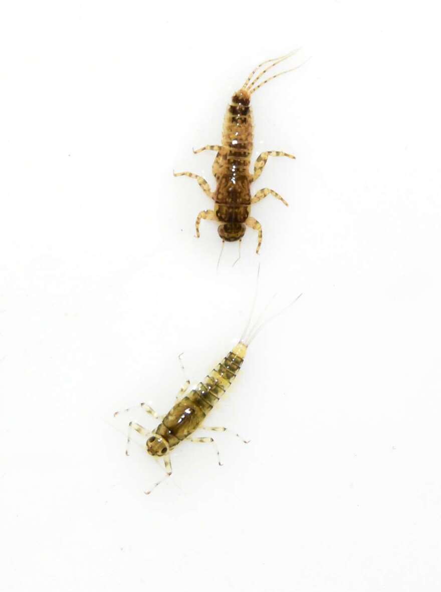 Aquatic invertebrates (mayfly nymph) at Seedskadee National Wildlife Refuge.