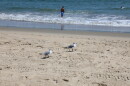 Gulls patrol the beach in Sandbridge in Virginia Beach on Aug. 26, 2026.