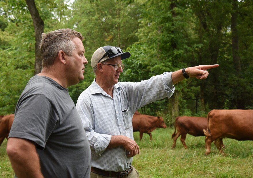 James Rebanks stands with Greg Judy while Judy's cattle graze. Judy is pointing out in the direction that the grazing cattle are moving. Rebanks is wearing a gray T-shirt, and Judy is wearing a plaid button-down shirt.