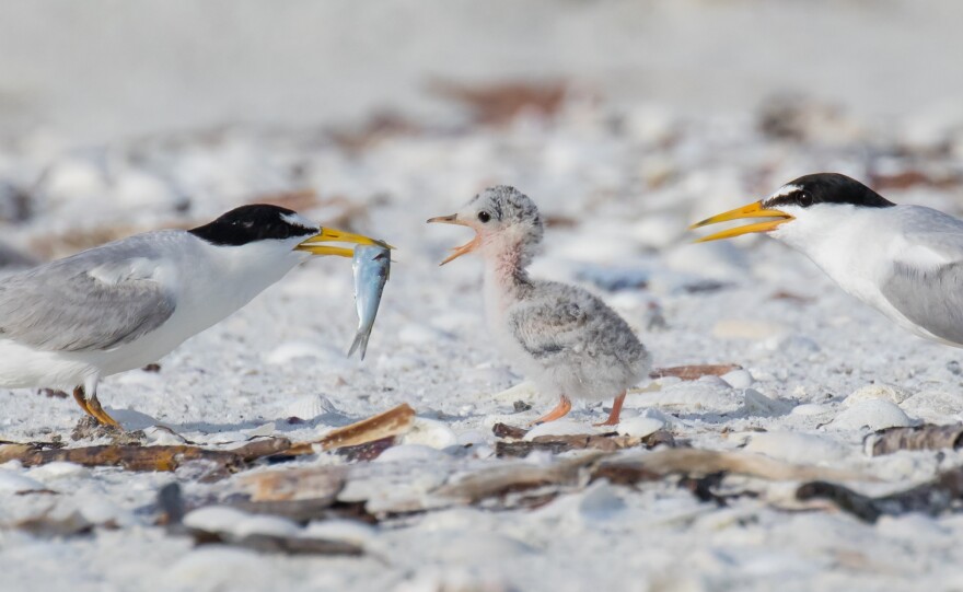 A least tern feeds its chicks. Least terns are a threatened species. Beachside fireworks can cause the terns to abandon their nests and young, leaving eggs and chicks vulnerable to predators.