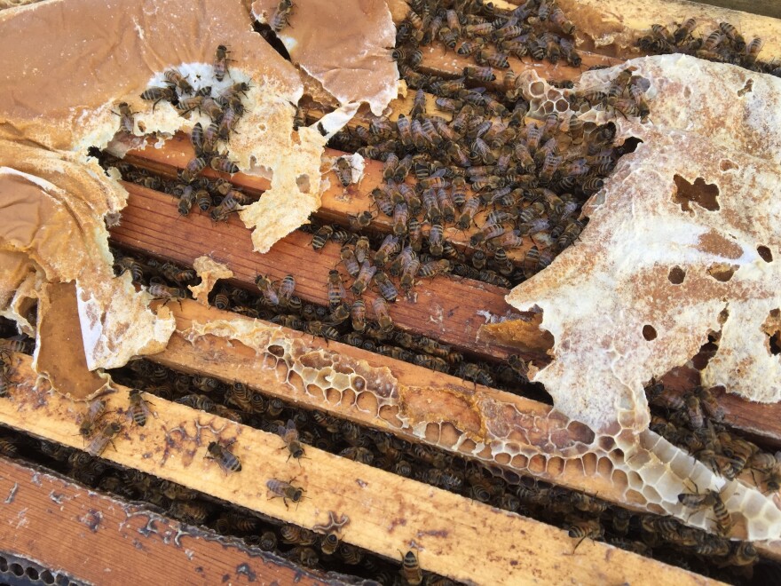 A healthy hive able to pollinate has at least eight frames mostly covered in bees on both sides. But the fear this year is that there will be many weaker hives put into California almond orchards for pollination because so many hives have died across the country.