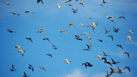 Birds might rely on different instincts to navigate depending on their species.