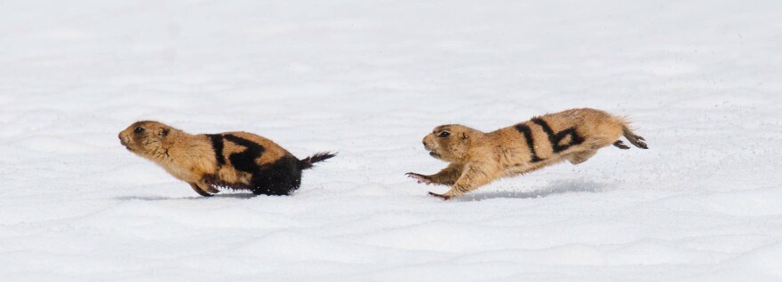 Utah prairie dogs, labeled 12 and 16, engage in a mating season chase. They've been marked with fur dye so researchers can identify them from far away.