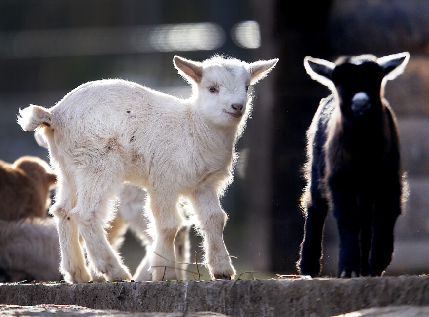 2 baby goats