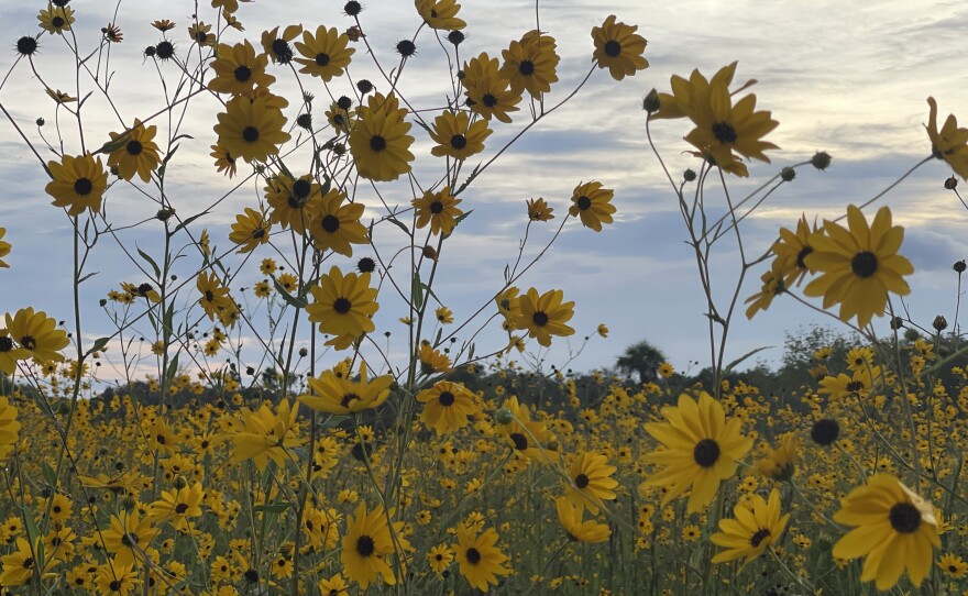 The Pepper Ranch Preserve in Pepper Ranch Preserve in Immokalee is also experiencing a native sunflower bloom. A period for viewing the 2025 annual bloom event of native Southeastern sunflowers is available at https://tinyurl.com/PepperRanchSunflowers.