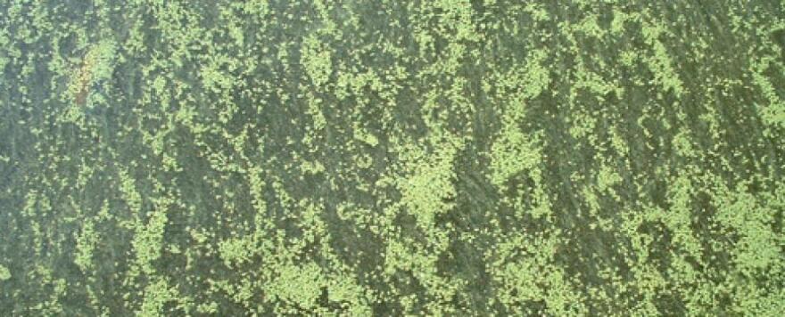 The New York State Department of Environmental Conservation shares a picture to alert New Yorkers about what potentially harmful algal blooms look like.