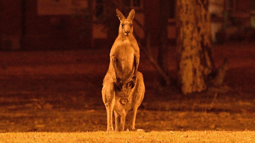 A kangaroo tries to escape a bushfire near the town of Nowra, New South Wales, earlier this week. The rampant bushfires have killed animals and badly burned habitats across Australia.