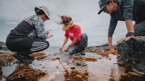 Native Hawaiian researchers measure total habitat where ʻopihi can be found to better understand their carrying capacity along the Kalaemanō Shoreline in Kona on Hawaiʻi Island. Non-profit organization Nā Maka Onaona created the methodology and the project was funded by PI-CASC.