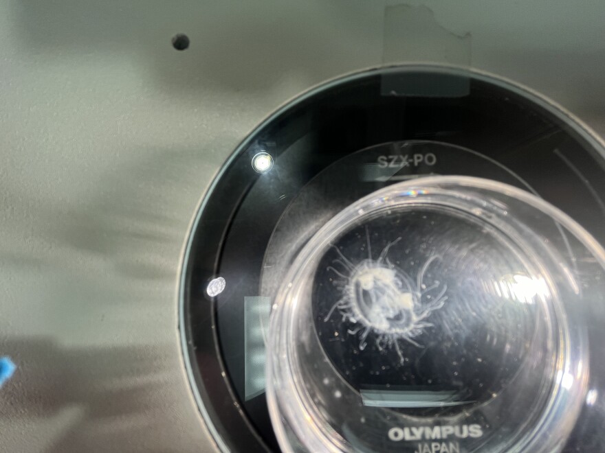 A closeup of the lens of a microscope shows a tiny clear-colored jellyfish with several tentacles.