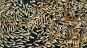 FILE-This March 2, 1998 file photo shows dozens of Formosan termites walking in a glass container at the lab at the University of Florida in Davie.(AP Photo/Victor R. Caivano,File)