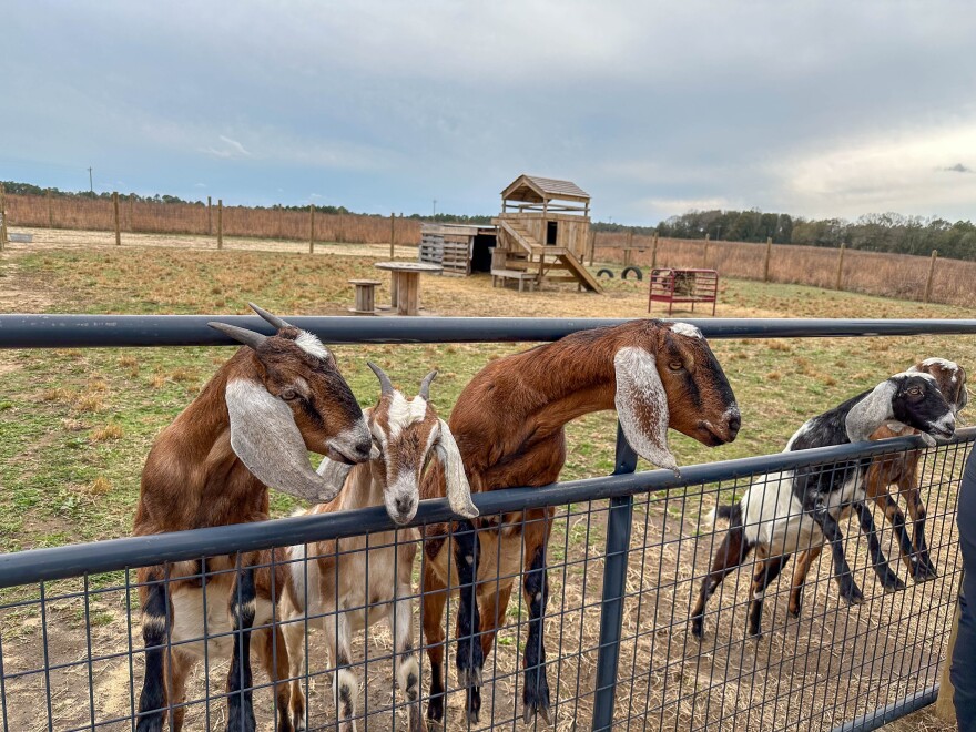 Angie Comeaux’s goats greet her on her farm on Jan. 26, 2024, in Florala, Alabama. Comeaux also has five chickens and two donkeys who help with things like making fertilizer, graze the land and provide milk and eggs.