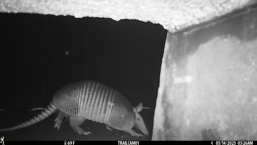 Captured by a night vision camera, an armadillo walks from left to right across the screen.