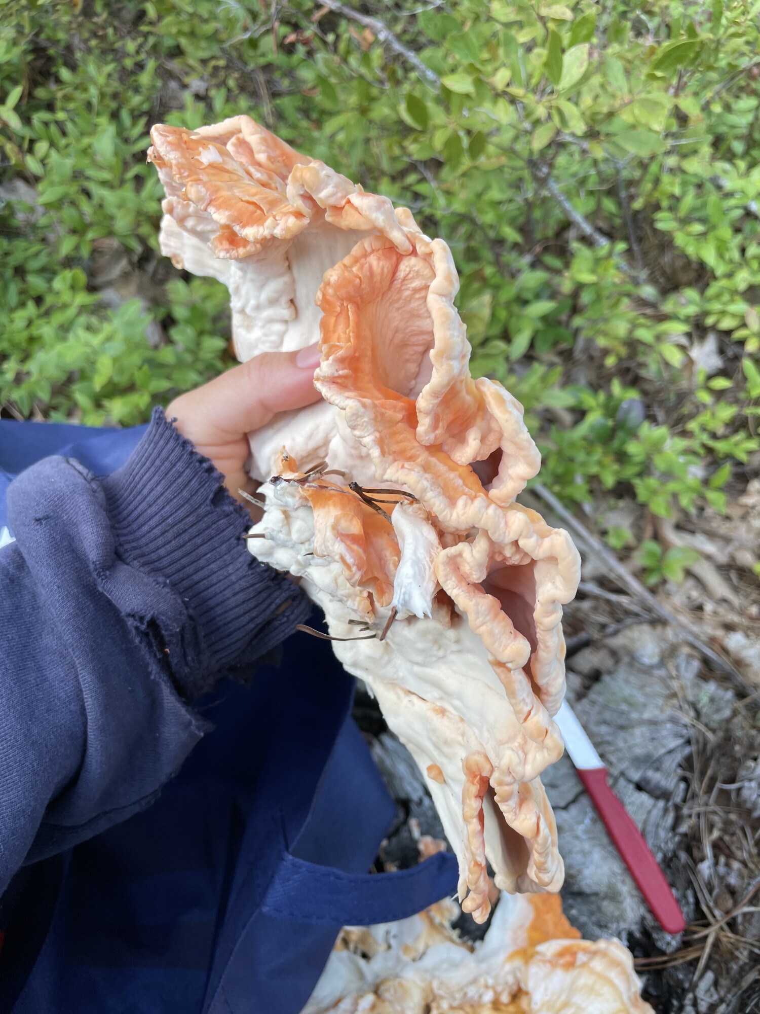 Tips for beginning mushroom hunters from a Wellfleet enthusiast episode artwork
