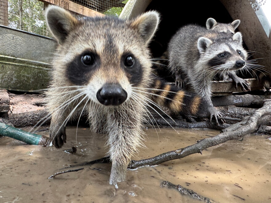 Rabies virus can be transmitted through bites and scratches from an infected animal.