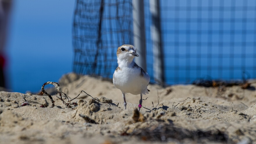 One of 11 Western Snowy Plovers raised at the Santa Barbara Zoo, and released into the wild at UCSB's Coal Oil Point Natural Preserve