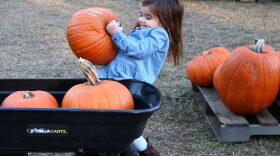 Elise Brown uses all her strength to pick out her favorite pumpkins. (Shelly Westervelt/ WUFT NEWS)