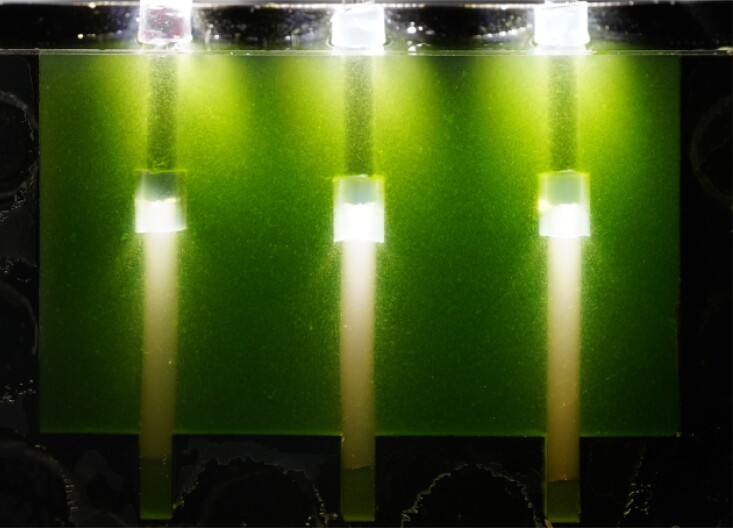 Optical fibers can illuminate deep algal media.