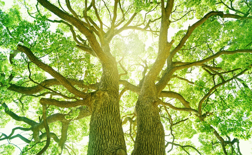 Sun shines through vibrant green leaves on two trees in a grove.